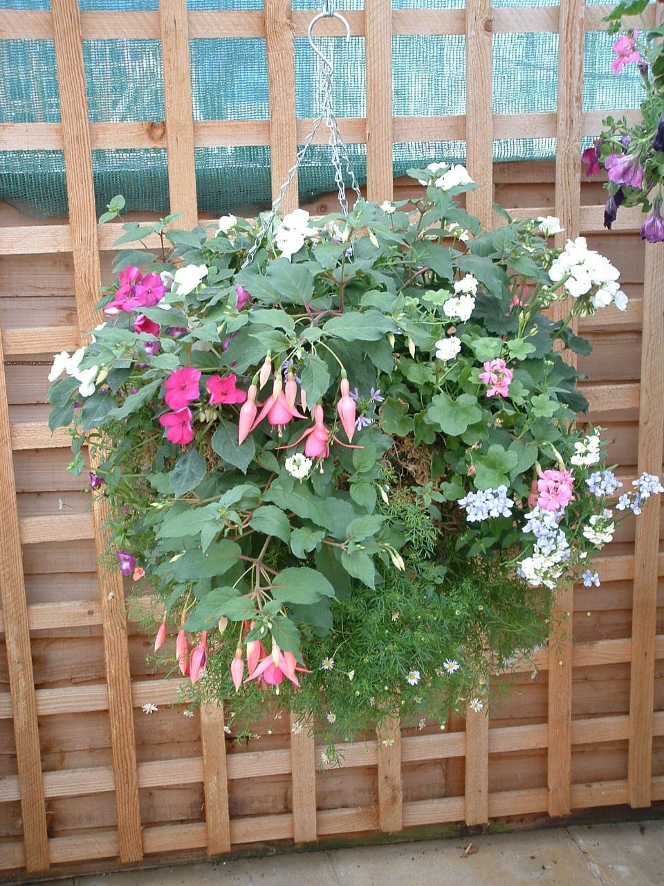 Ready Made Hanging Baskets