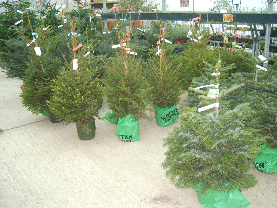 potted christmas tree potted christmas tree