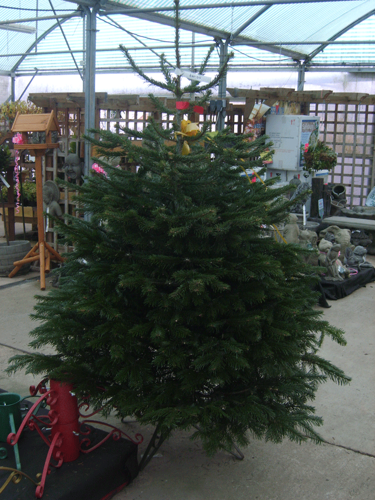 nordman christmas tree