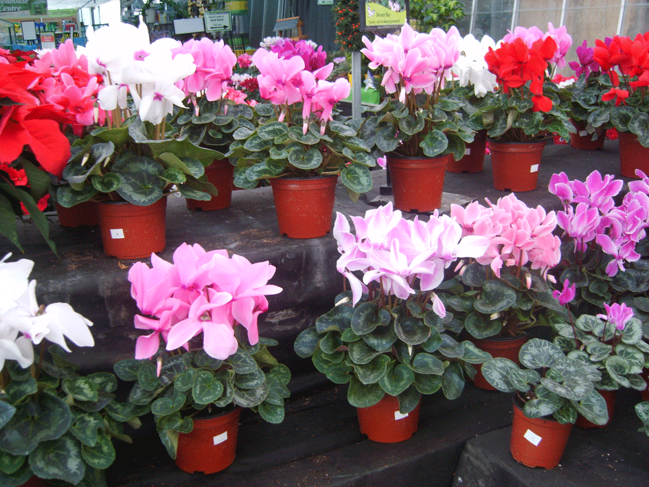 cyclamen