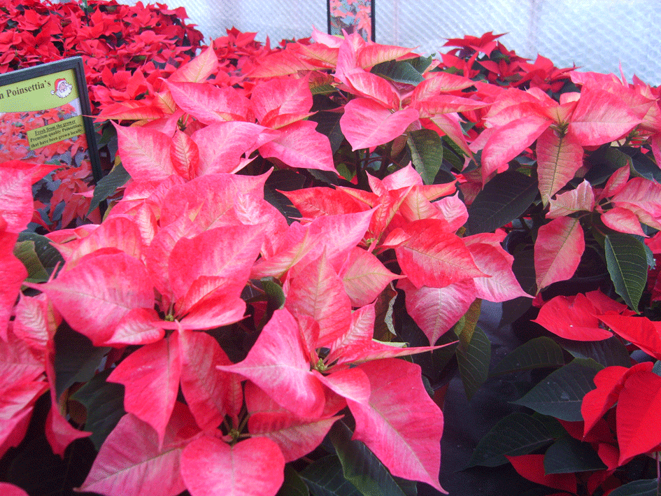 poinsettia ice crystal