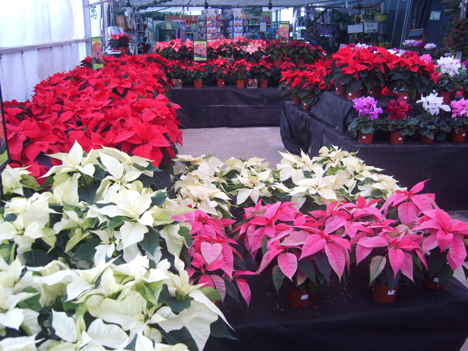 poinsettias