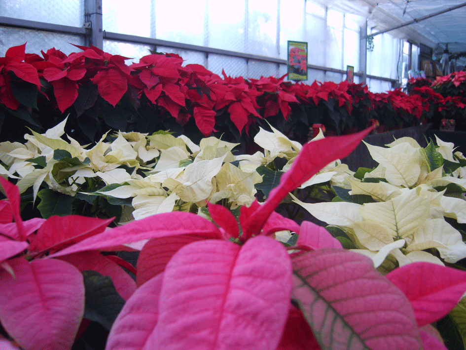 poinsettia plants
