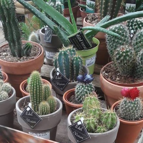 Cacti