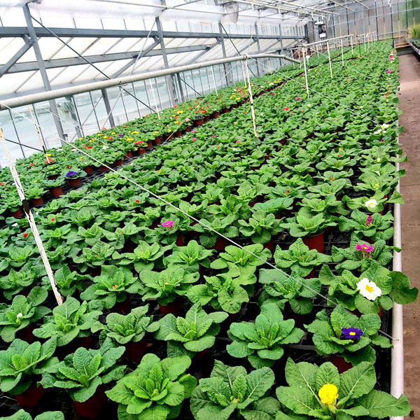 Botany Bay Nurseries, Garden Centre & Cafe