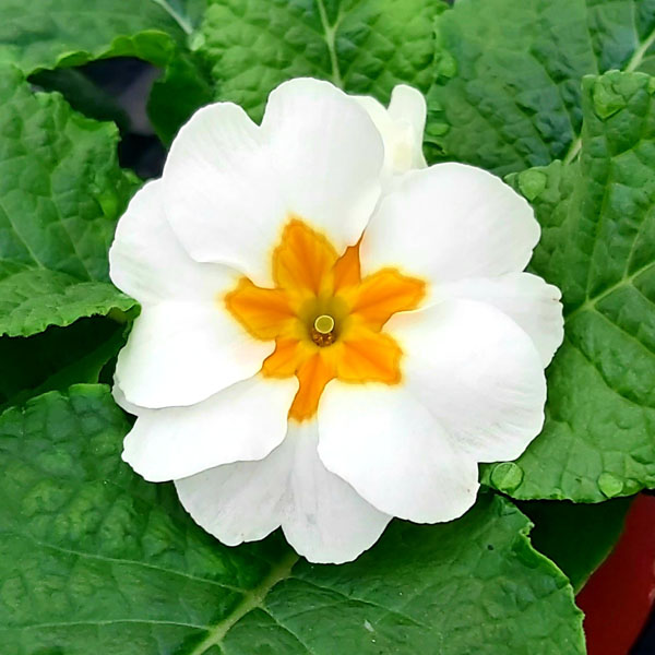 Botany Bay Nurseries, Garden Centre & Cafe